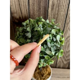 Palack üzenet - Sorsszerű üzenet az Univerzumtól 